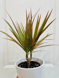Dracaena Plants